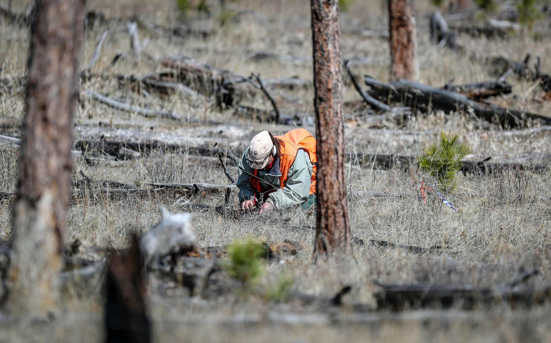 Jasper Fire Tree Planting